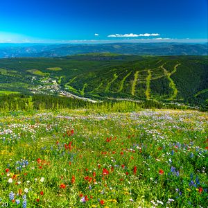 Preview wallpaper mountains, hills, flowers, grass, forest, greenery