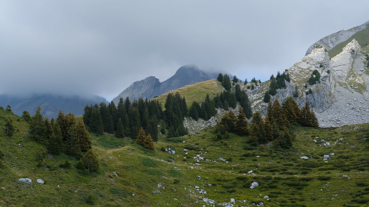 Wallpaper mountains, hills, trees, fog, stones, grass, nature