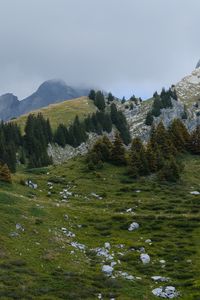 Preview wallpaper mountains, hills, trees, fog, stones, grass, nature