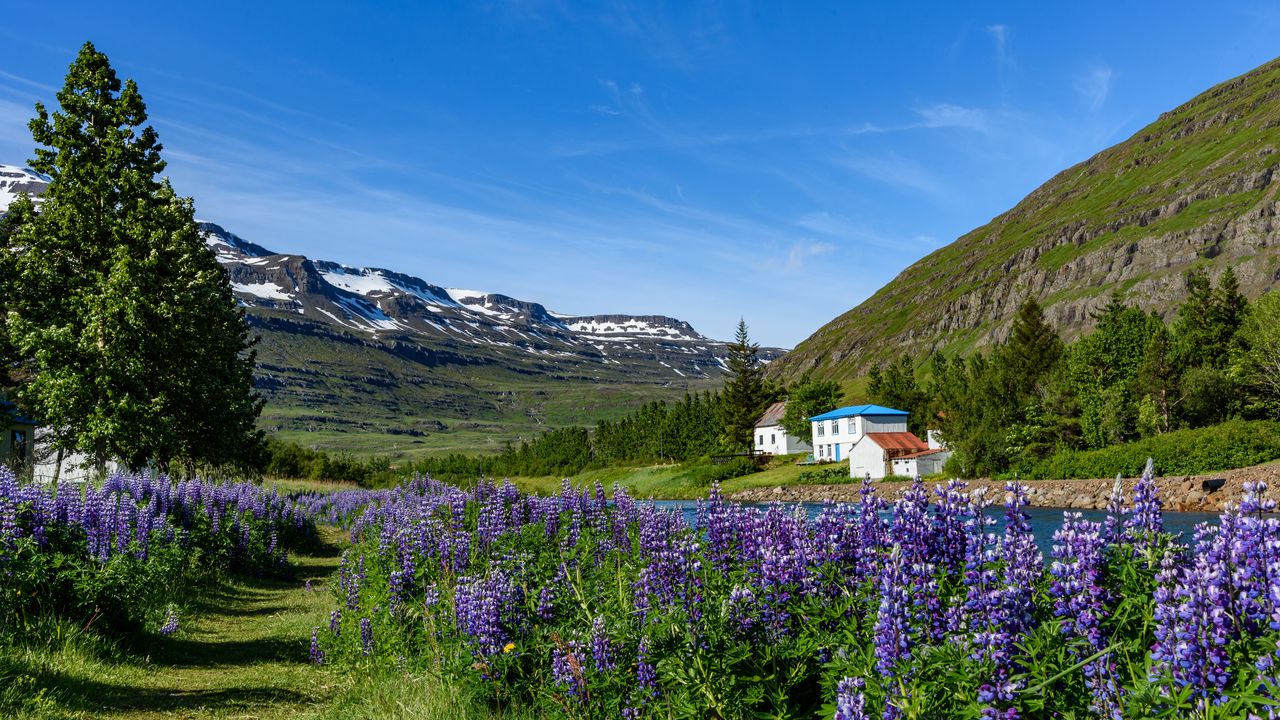 Wallpaper mountains, houses, river, lupins, landscape