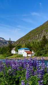 Preview wallpaper mountains, houses, river, lupins, landscape