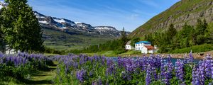 Preview wallpaper mountains, houses, river, lupins, landscape