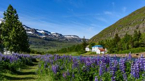 Preview wallpaper mountains, houses, river, lupins, landscape