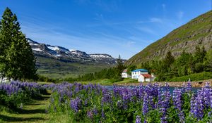 Preview wallpaper mountains, houses, river, lupins, landscape