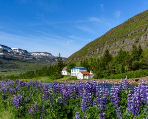 Preview wallpaper mountains, houses, river, lupins, landscape