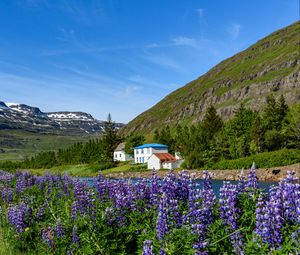 Preview wallpaper mountains, houses, river, lupins, landscape