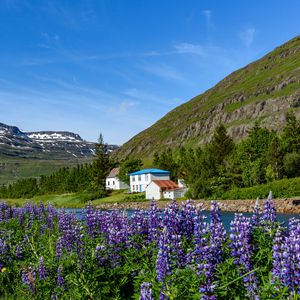 Preview wallpaper mountains, houses, river, lupins, landscape