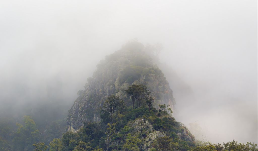 1024x600 Wallpaper mountains, jungle, trees, fog