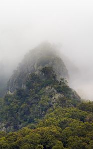Preview wallpaper mountains, jungle, trees, fog