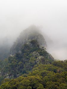 Preview wallpaper mountains, jungle, trees, fog