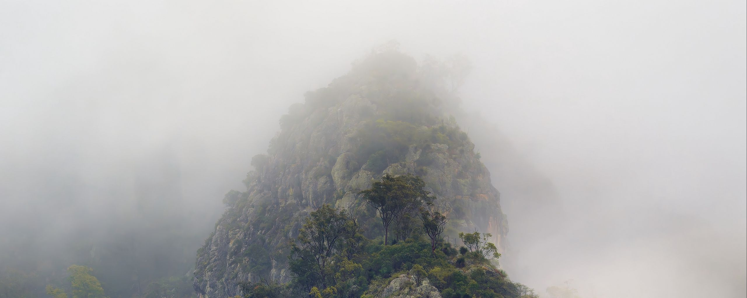 2560x1024 Wallpaper mountains, jungle, trees, fog