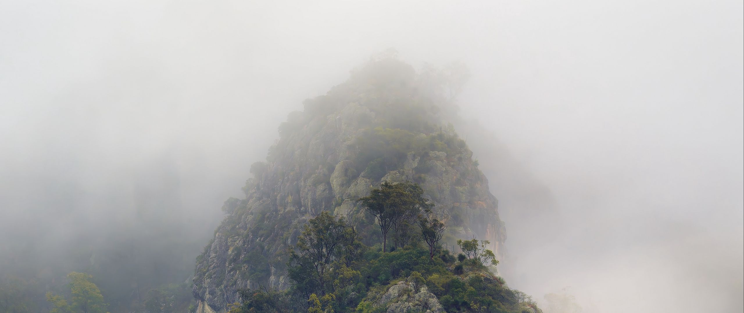 2560x1080 Wallpaper mountains, jungle, trees, fog