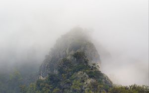 Preview wallpaper mountains, jungle, trees, fog