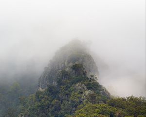 Preview wallpaper mountains, jungle, trees, fog