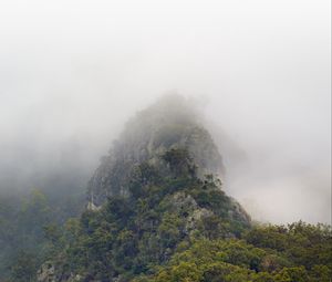 Preview wallpaper mountains, jungle, trees, fog