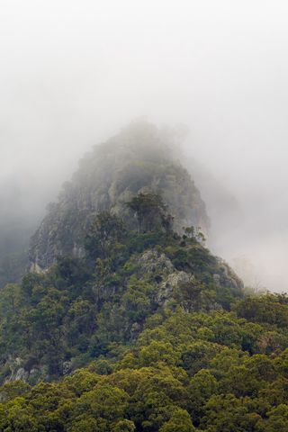 320x480 Wallpaper mountains, jungle, trees, fog