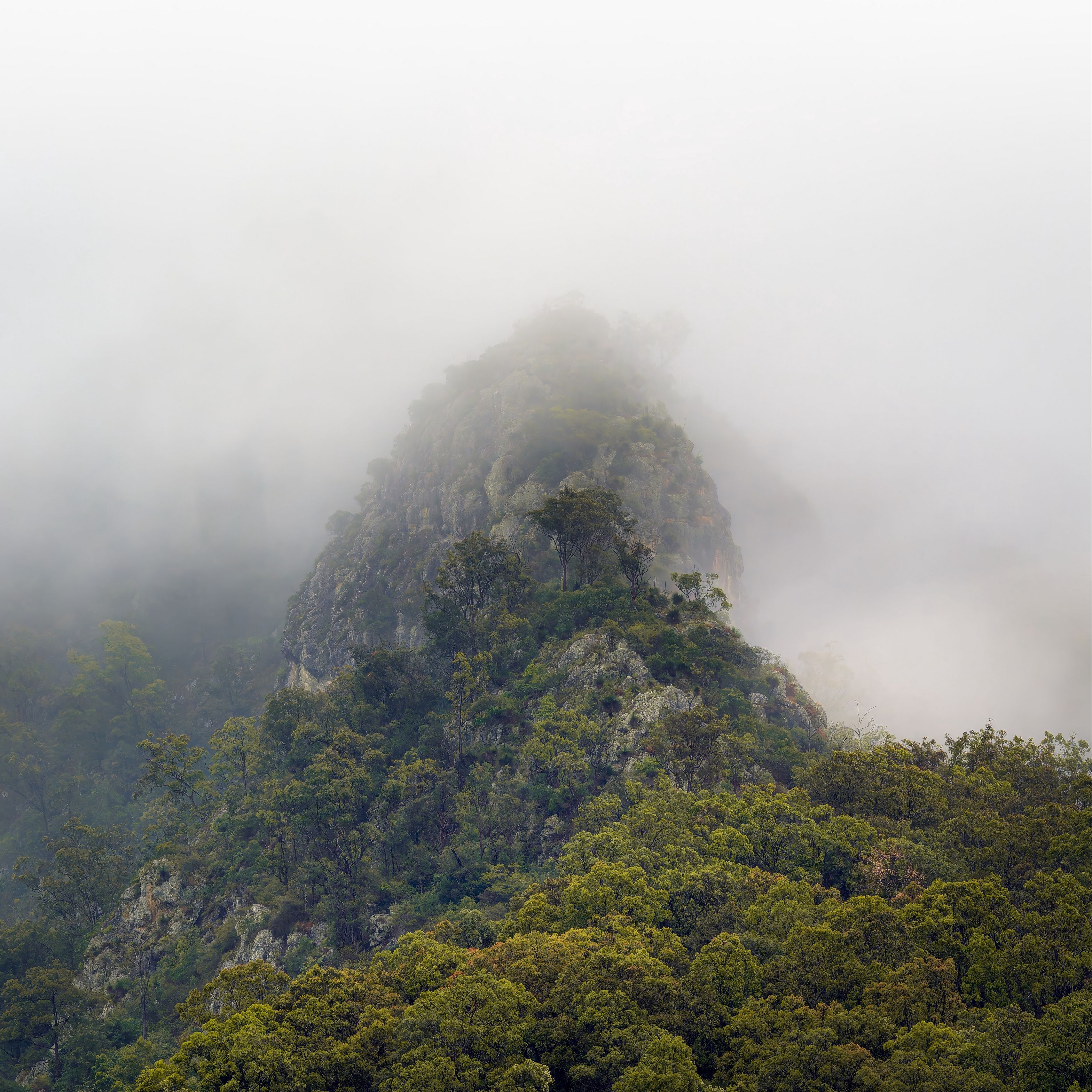3415x3415 Wallpaper mountains, jungle, trees, fog
