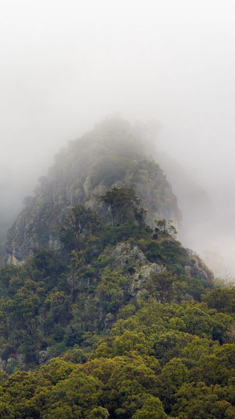 480x854 Wallpaper mountains, jungle, trees, fog