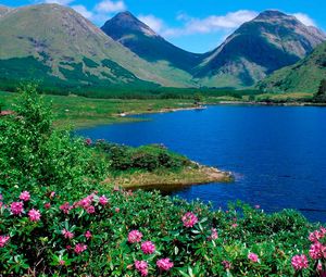 Preview wallpaper mountains, lake, flowers, slopes, greens, grass, summer