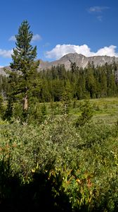 Preview wallpaper mountains, landscape, trees, valley, grass