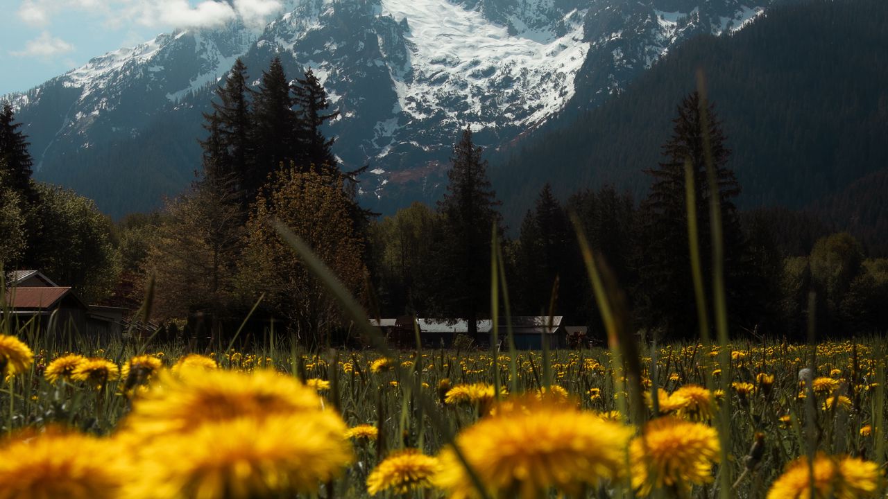 Wallpaper mountains, lawn, flowers, grass, landscape