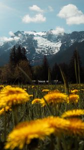 Preview wallpaper mountains, lawn, flowers, grass, landscape