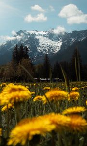 Preview wallpaper mountains, lawn, flowers, grass, landscape