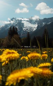Preview wallpaper mountains, lawn, flowers, grass, landscape
