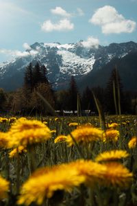 Preview wallpaper mountains, lawn, flowers, grass, landscape