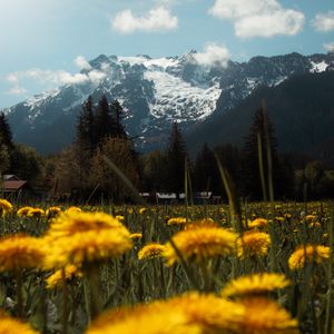 Preview wallpaper mountains, lawn, flowers, grass, landscape