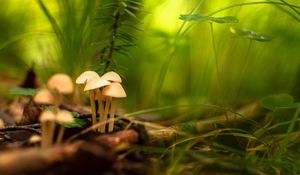 Preview wallpaper mountains, macro, grass, focus