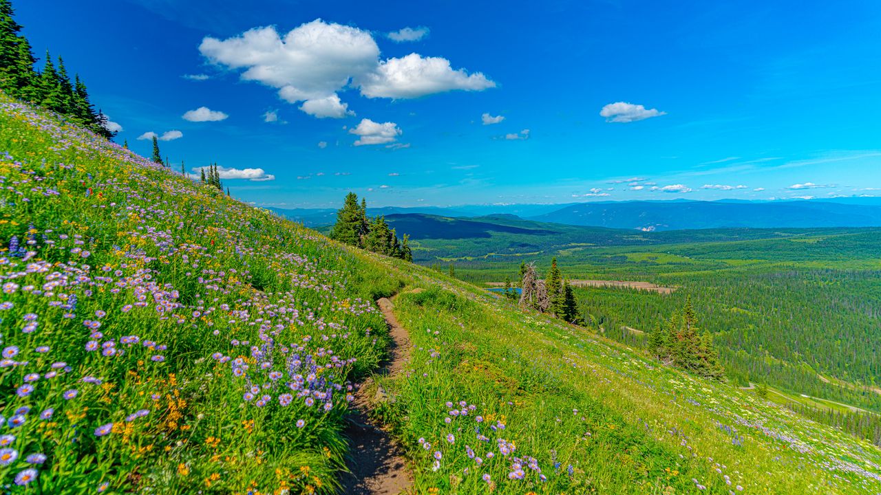 Download Wallpaper 1280x720 Mountains Path Flowers Grass Landscape 