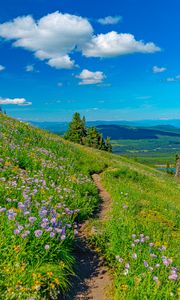 Preview wallpaper mountains, path, flowers, grass, landscape