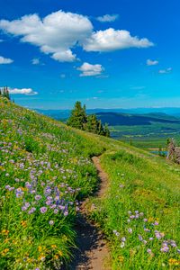 Preview wallpaper mountains, path, flowers, grass, landscape