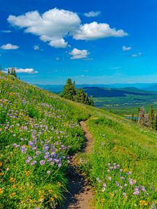 Preview wallpaper mountains, path, flowers, grass, landscape