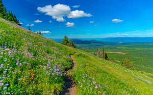 Preview wallpaper mountains, path, flowers, grass, landscape