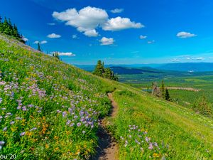 Preview wallpaper mountains, path, flowers, grass, landscape