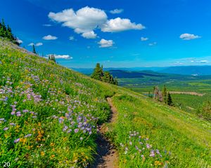 Preview wallpaper mountains, path, flowers, grass, landscape