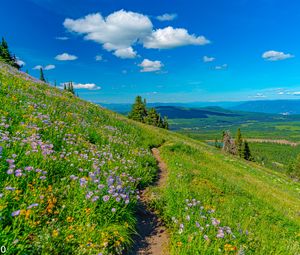 Preview wallpaper mountains, path, flowers, grass, landscape