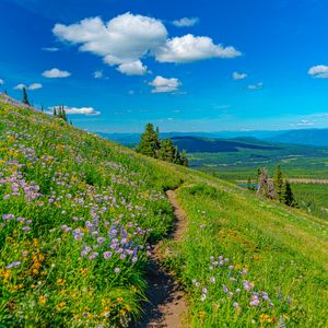 Preview wallpaper mountains, path, flowers, grass, landscape