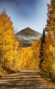 Preview wallpaper mountains, path, trees, autumn, forest