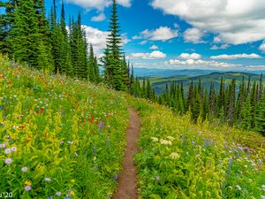 Preview wallpaper mountains, path, trees, flowers, grass