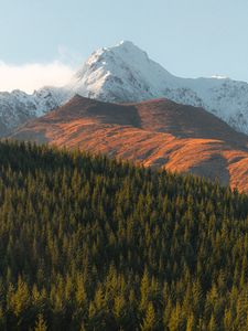 Preview wallpaper mountains, peak, spruce, trees, snowy