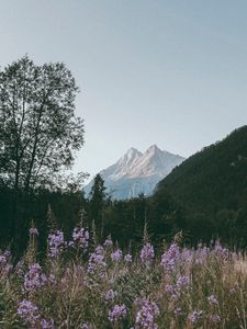 Preview wallpaper mountains, peaks, flowers, branches