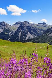 Preview wallpaper mountains, peaks, flowers, wildflowers, landscape