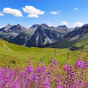 Preview wallpaper mountains, peaks, flowers, wildflowers, landscape