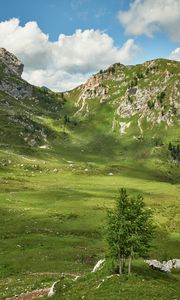 Preview wallpaper mountains, peaks, rocks, spruce, grass