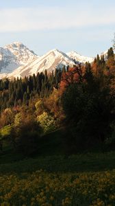 Preview wallpaper mountains, peaks, slope, trees, flowers