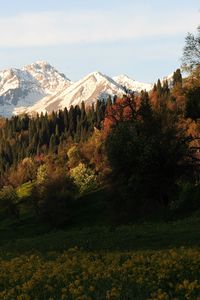 Preview wallpaper mountains, peaks, slope, trees, flowers