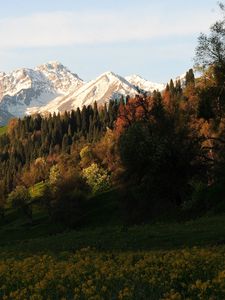 Preview wallpaper mountains, peaks, slope, trees, flowers